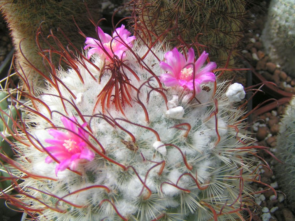 Mammillaria bombycina